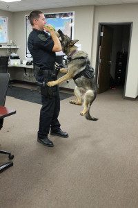 Gunner Curls, where handler Richard Chambers holds his partner suspended from a toy is a good workout for both.