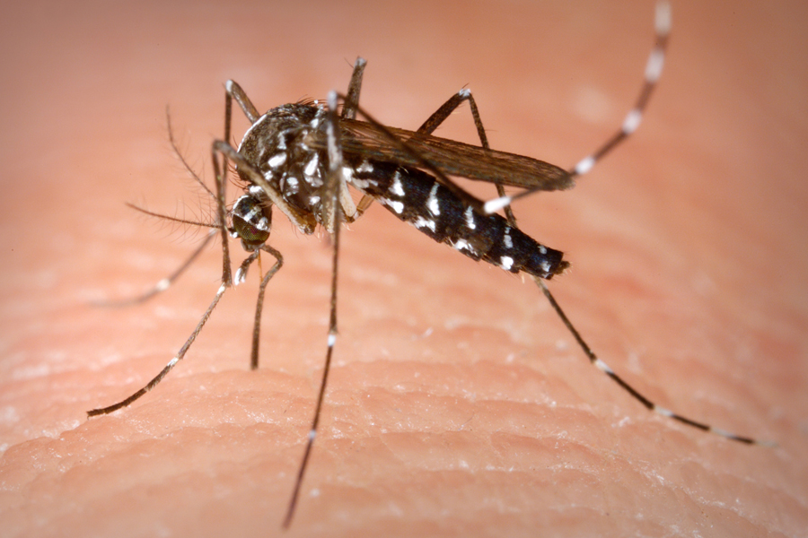 Manage mosquitoes while enjoying the great outdoors