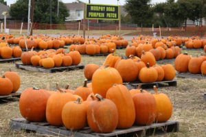 There are a total of 2,188 pumkins to choose from at the Murphy Rd. Pumpkin Patch in 2015.