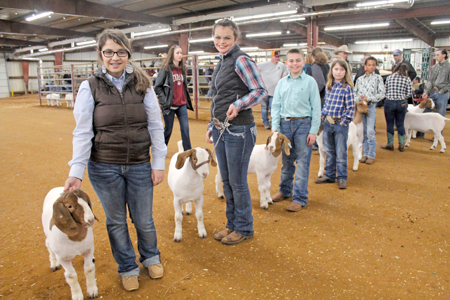 FFA and 4-H members compete in county show