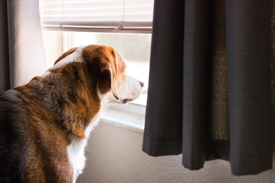 Ways to help transition pets to post-quarantine routines
