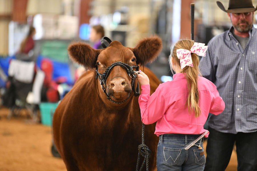 Wylie ISD students excel at livestock show