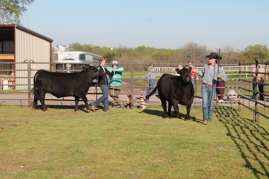 Local students shine in WISD livestock show