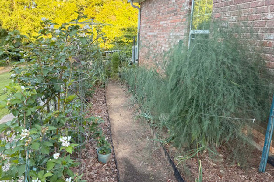 Gardens and Grandma