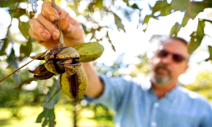 Aw, nuts: the pecan harvest is about to begin