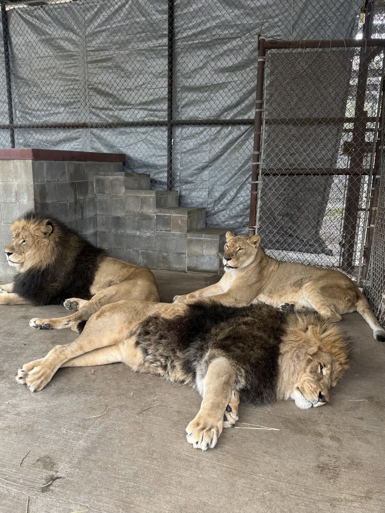 From Amarillo to Wylie, big cats and lemurs find new home