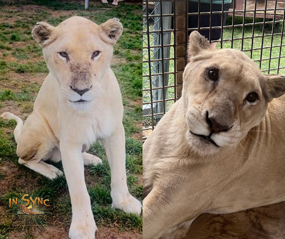 White lioness sisters receive urgent care at In-Sync Exotics